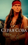 Серая сова